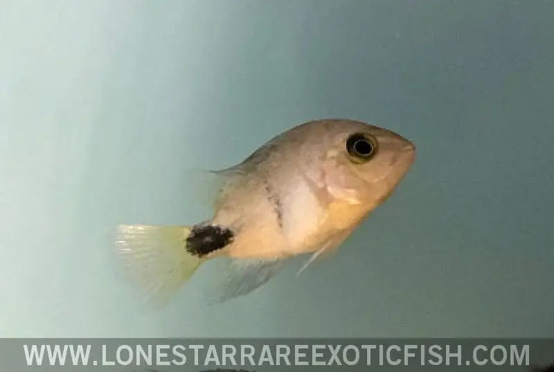 Black Belt Cichlid / Vieja Maculicauda Live Freshwater Tropical Fish for Sale Online