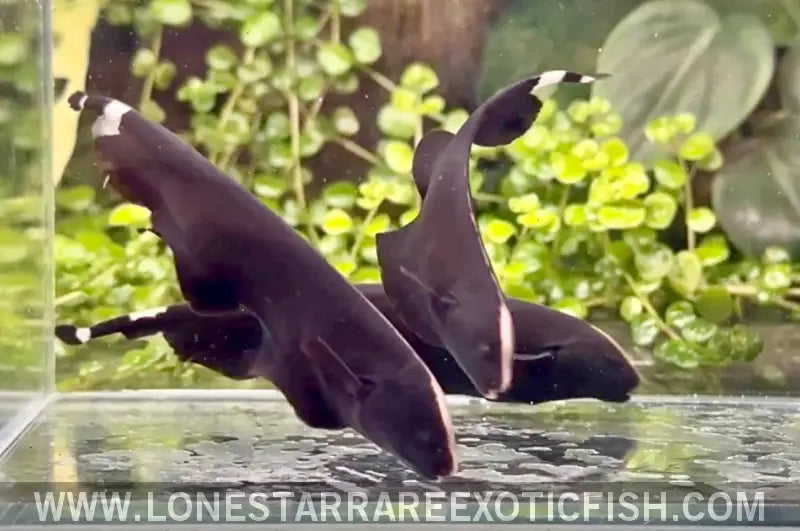 Black Ghost Knifefish / Apteronotus Albifrons Live Freshwater Tropical Fish for Sale Online