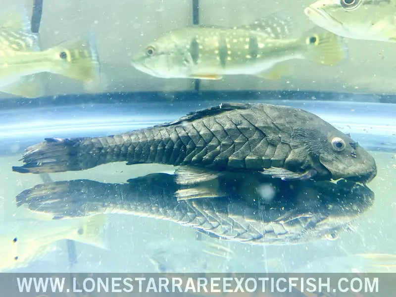 Black Pinecone Pleco / Pseudorinelepis Genibarbis Live Freshwater Tropical Fish for Sale Online