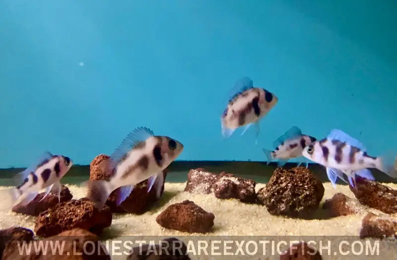 Black Widow Frontosa Cichlid / Cyphotilapia Frontosa Sp. Live Freshwater Tropical Fish for Sale Online