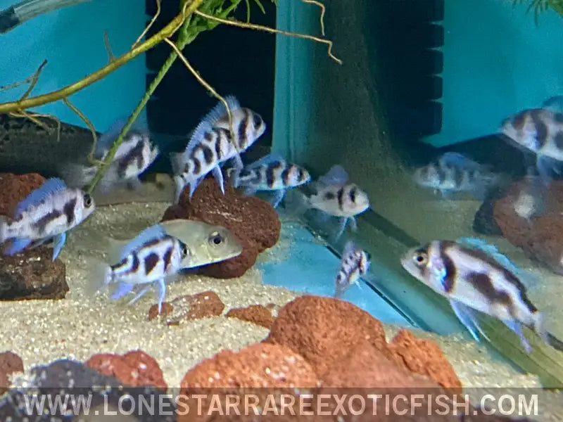 Black Widow Frontosa Cichlid / Cyphotilapia Frontosa Sp. Live Freshwater Tropical Fish for Sale Online