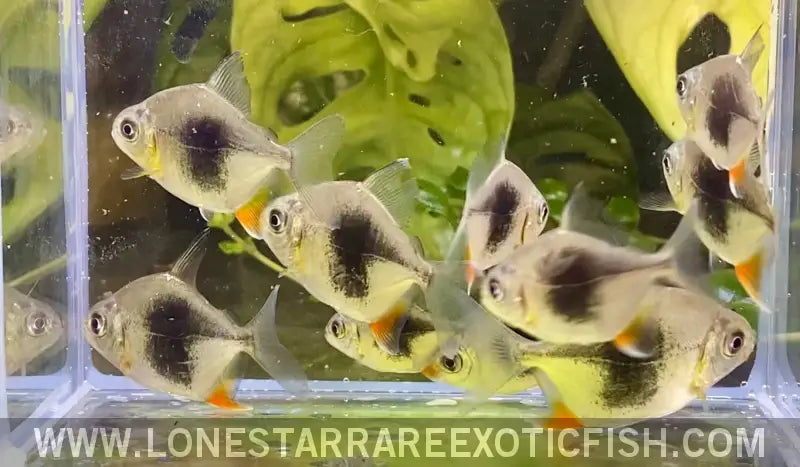 Blackberry Silver Dollar / Myleus Schomburgkii Sp. Live Freshwater Tropical Fish for Sale Online