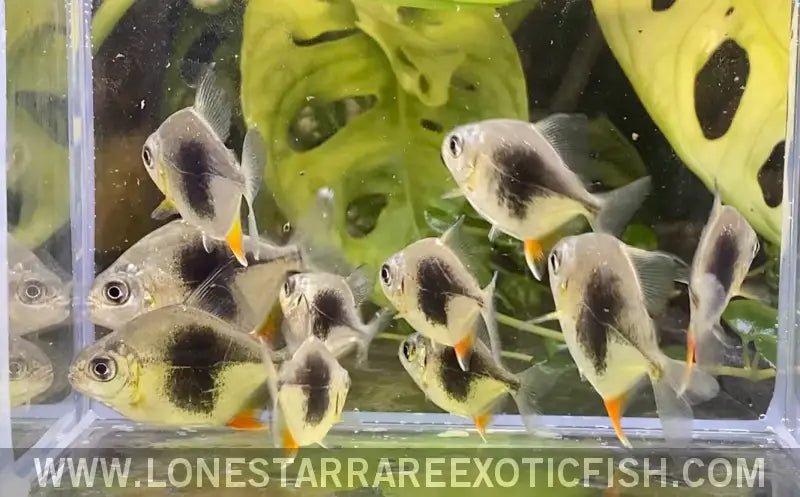 Blackberry Silver Dollar / Myleus Schomburgkii Sp. Live Freshwater Tropical Fish for Sale Online