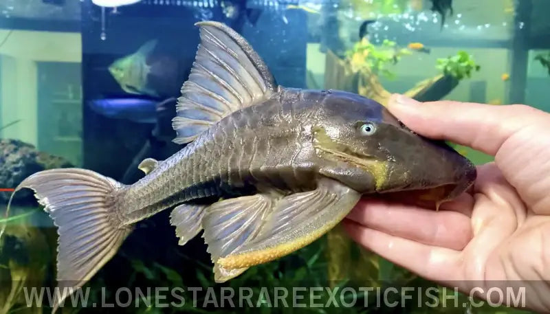 Blue Eye Suttoni Pleco Live Freshwater Tropical Fish for Sale Online