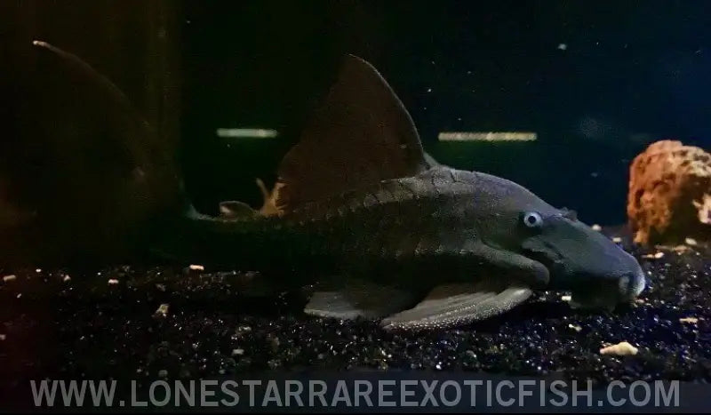 Blue Eyed Pleco / Panaque Cochliodon Live Freshwater Tropical Fish for Sale Online