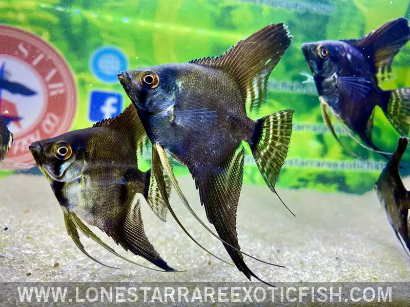 Blue Pinoy Angelfish Live Freshwater Tropical Fish for Sale Online