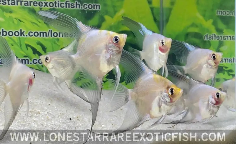 Blue Pinoy Paraiba Angelfish Live Freshwater Tropical Fish for Sale Online
