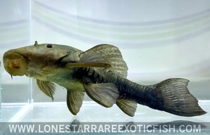 Bullnose Pleco / Rhinelepis Aspera Live Freshwater Tropical Fish for Sale Online