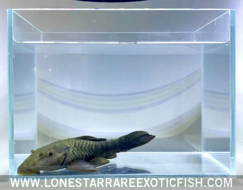 Bullnose Pleco / Rhinelepis Aspera Live Freshwater Tropical Fish for Sale Online
