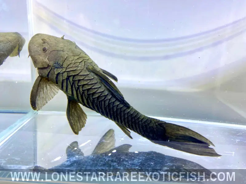 Bullnose Pleco / Rhinelepis Aspera Live Freshwater Tropical Fish for Sale Online