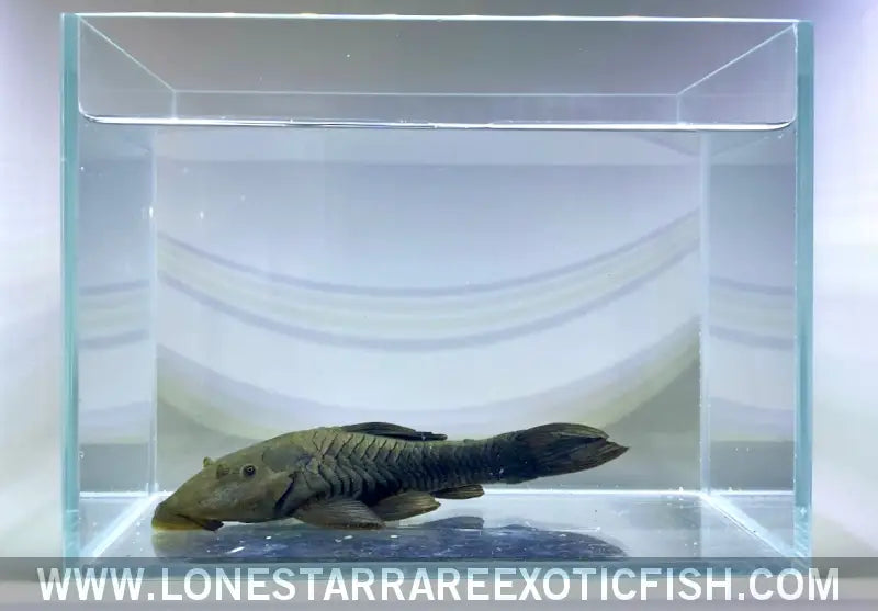 Bullnose Pleco / Rhinelepis Aspera Live Freshwater Tropical Fish for Sale Online