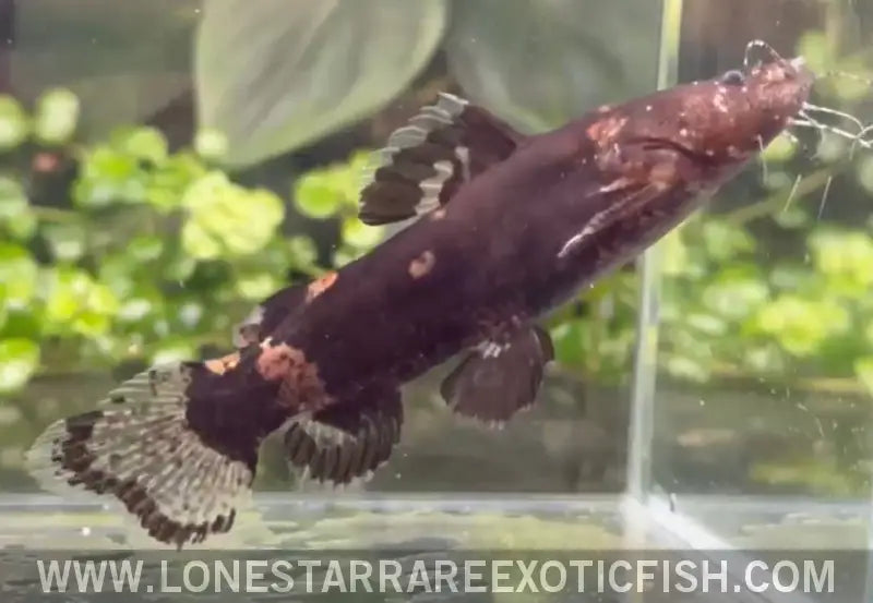 Bumblebee Jelly Catfish / Batrochoglanis Cf. Raninus For Sale Online