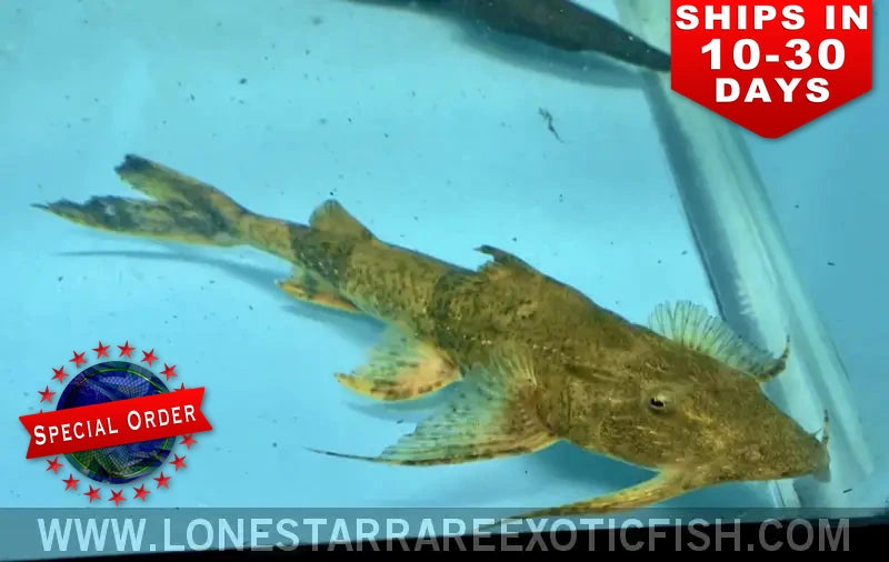 Goonch Catfish / Bagarius yarrelli (Special Order)