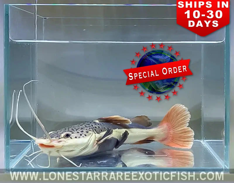 Redtail Catfish / Phractocephalus hemioliopterus (Special Order)