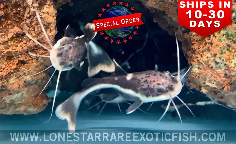 Redtail Catfish / Phractocephalus hemioliopterus (Special Order)