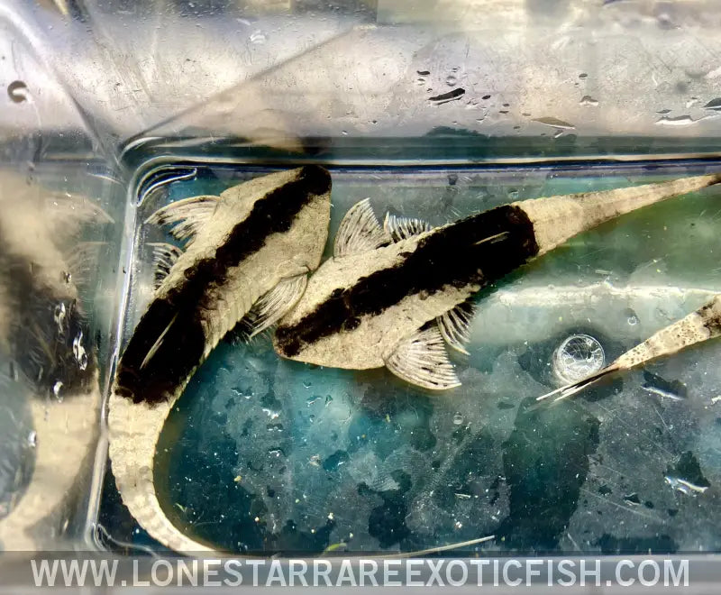 Chameleon Whiptail Catfish / Loricaria Sp. Live Freshwater Tropical Fish for Sale Online