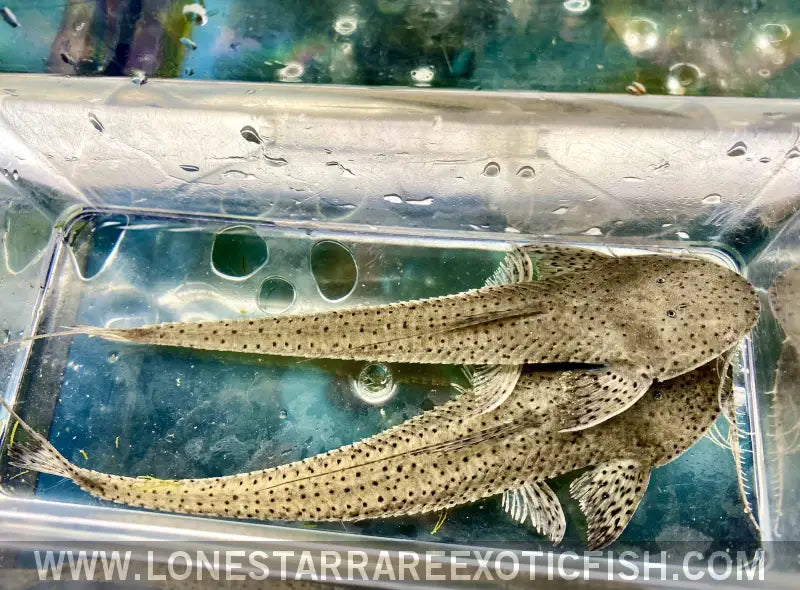 Circular Whiptail Catfish / Loricaria Sp. Live Freshwater Tropical Fish for Sale Online