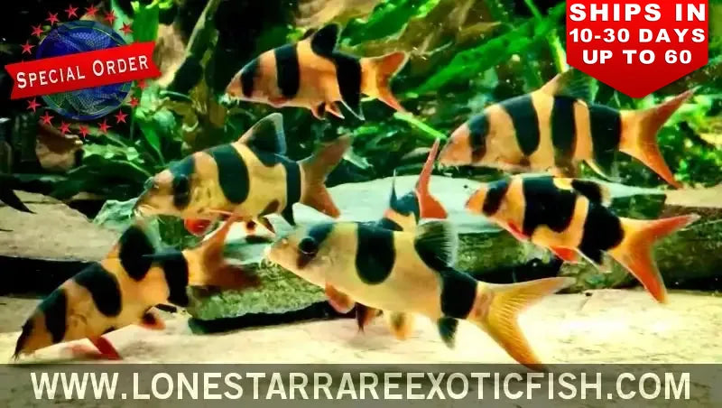 Clown Loach / Chromobotia Macracanthus (special Order) Live Freshwater Tropical Fish for Sale Online