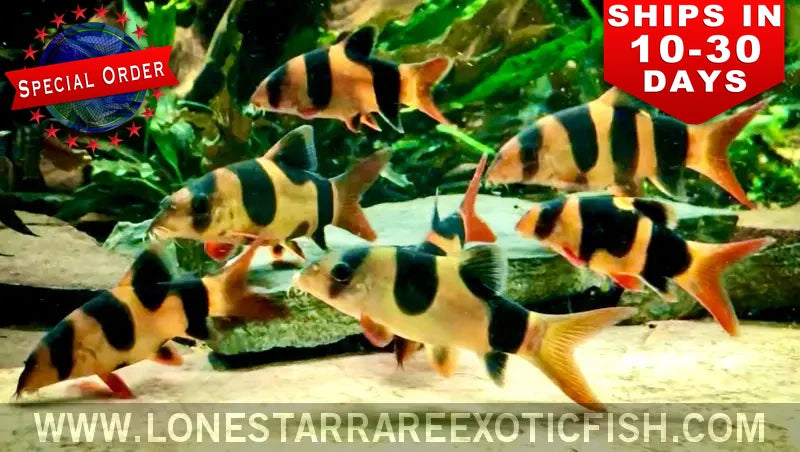 Clown Loach / Chromobotia Macracanthus (special Order) Live Freshwater Tropical Fish for Sale Online