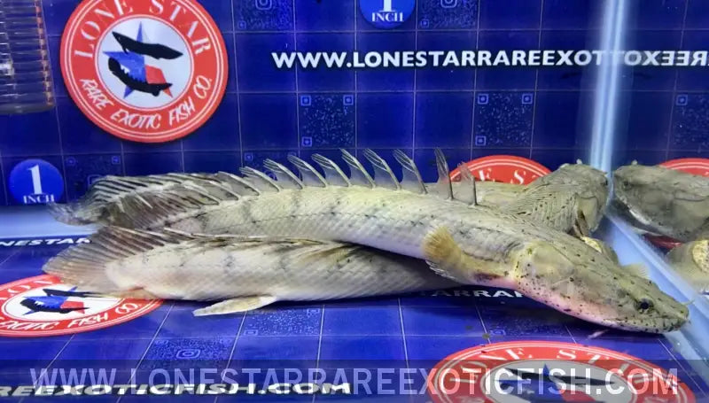 Congicus Bichir / Polypterus Congicus Live Freshwater Tropical Fish for Sale Online