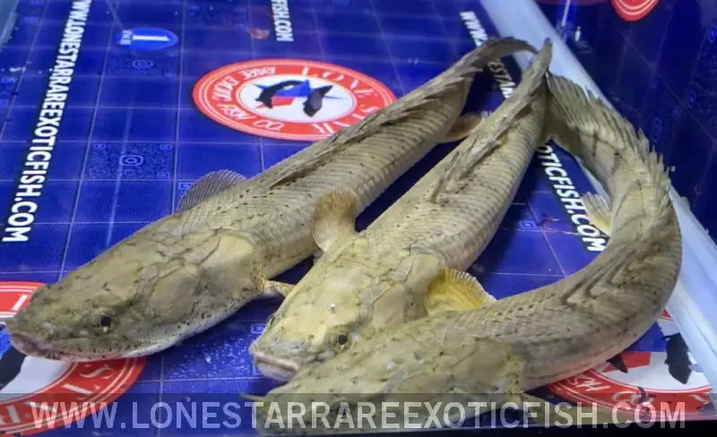 Congicus Bichir / Polypterus Congicus Live Freshwater Tropical Fish for Sale Online
