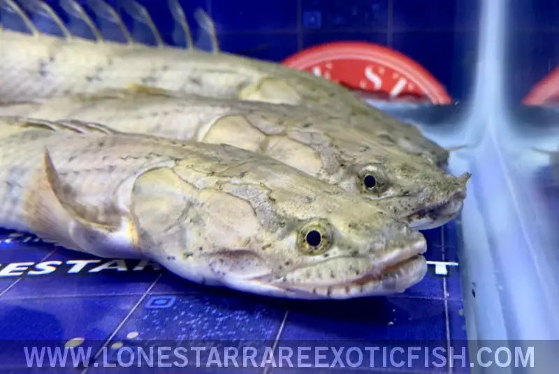 Congicus Bichir / Polypterus Congicus Live Freshwater Tropical Fish for Sale Online