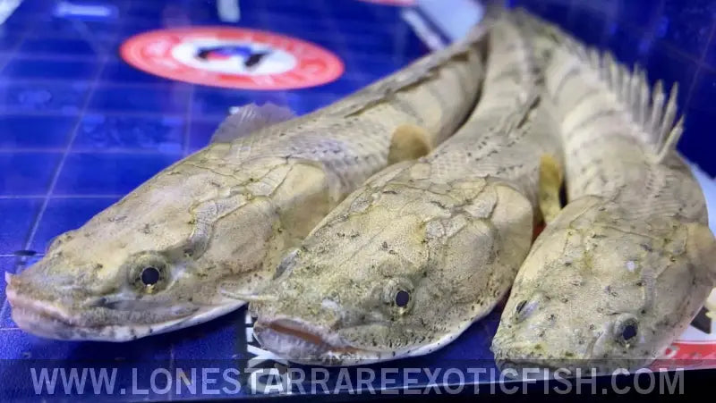 Congicus Bichir / Polypterus Congicus Live Freshwater Tropical Fish for Sale Online