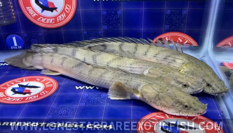 Congicus Bichir / Polypterus Congicus Live Freshwater Tropical Fish for Sale Online