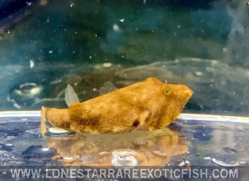 Congo Puffer / Tetraodon Miurus Live Freshwater Tropical Fish for Sale Online