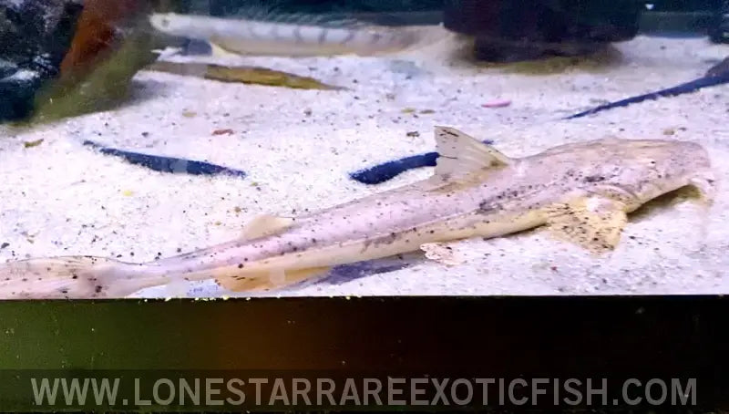 Crocodile Goonch Catfish / Bagarius Suchus Live Freshwater Tropical Fish for Sale Online