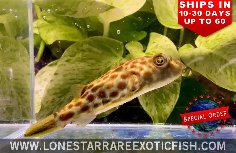 Cross River Puffer / Tetraodon Pustulatus (special Order) Live Freshwater Tropical Fish for Sale Online