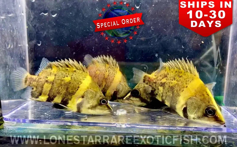 NGT Datnoid / Datnioides campbelli (Special Order)