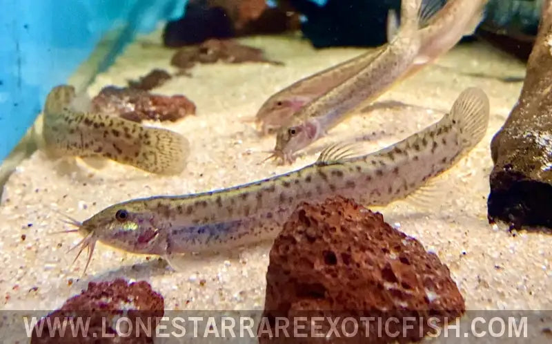 Dojo Loach / Misgurnus Anguillicaudatus Live Freshwater Tropical Fish for Sale Online