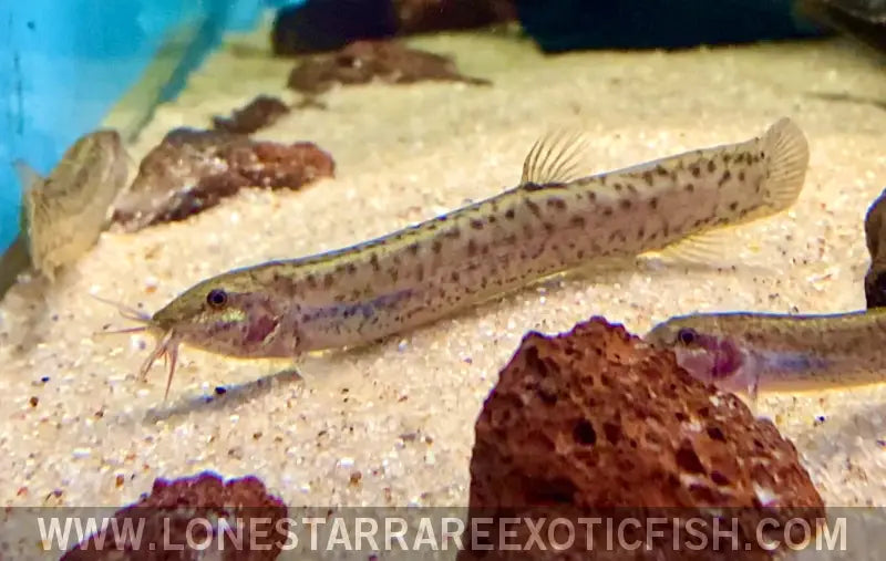 Dojo Loach / Misgurnus Anguillicaudatus Live Freshwater Tropical Fish for Sale Online