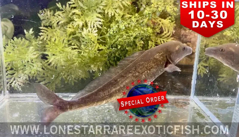 Freshwater Dolphin Fish / Mormyrus cf. longirostris (Special Order)