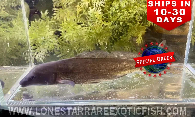 Freshwater Dolphin Fish / Mormyrus cf. longirostris (Special Order)