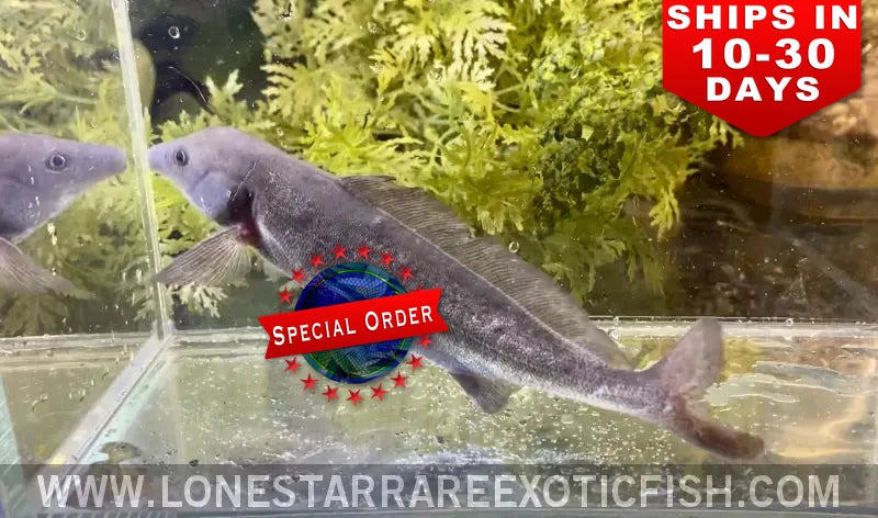 Freshwater Dolphin Fish / Mormyrus cf. longirostris (Special Order)