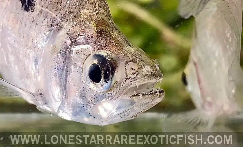 Dwarf Vampire Tetra / Roeboides Affinis Live Freshwater Tropical Fish for Sale Online