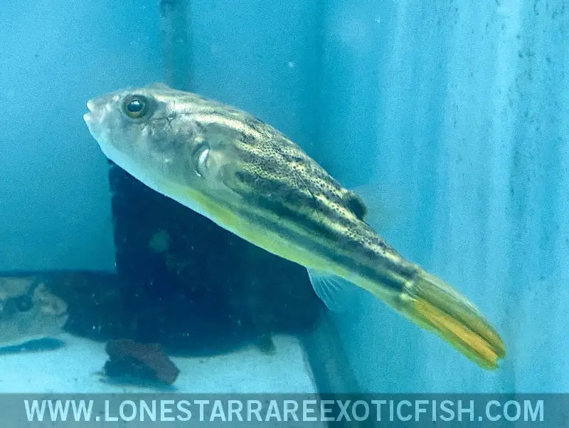 Fahaka Puffer / Tetraodon Lineatus Live Freshwater Tropical Fish for Sale Online