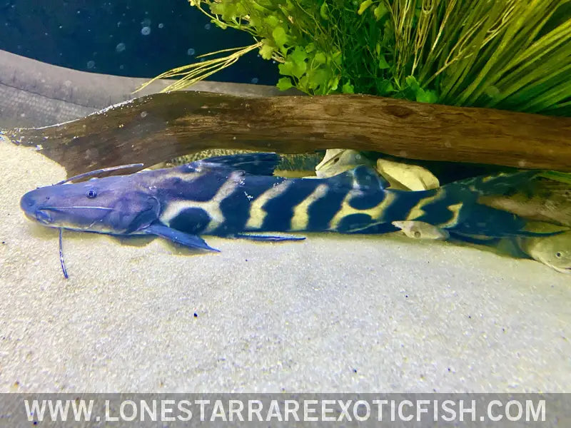 Flash Zebra Catfish Live Freshwater Tropical Fish for Sale Online
