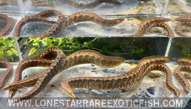 Frecklefin Spiny Eel / Macrognathus Maculatus Live Freshwater Tropical Fish for Sale Online
