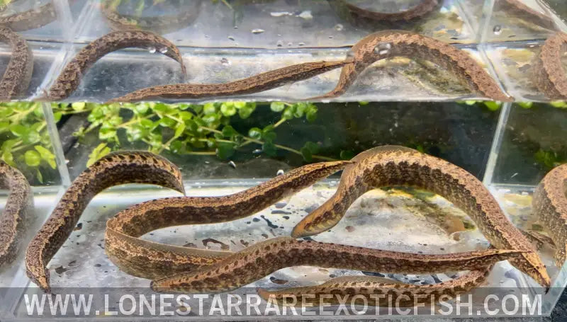 Frecklefin Spiny Eel / Macrognathus Maculatus Live Freshwater Tropical Fish for Sale Online