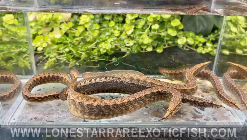 Frecklefin Spiny Eel / Macrognathus Maculatus Live Freshwater Tropical Fish for Sale Online