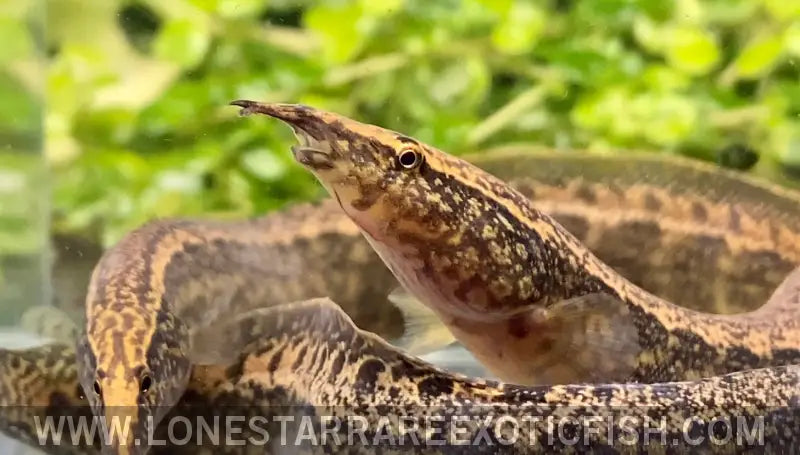 Frecklefin Spiny Eel / Macrognathus Maculatus Live Freshwater Tropical Fish for Sale Online