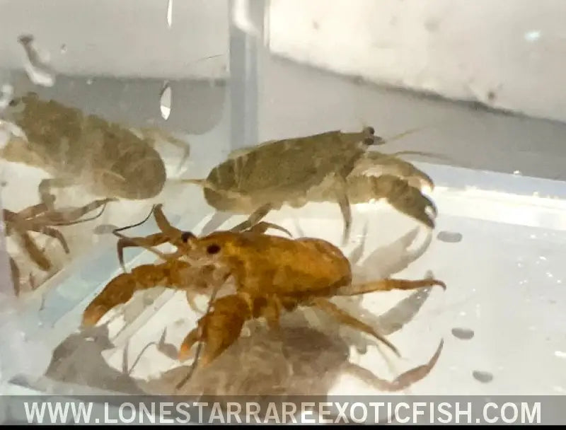 Freshwater Cockroach Crab / Squat Crayfish / Aegla Sp. Live Freshwater Tropical Fish for Sale Online