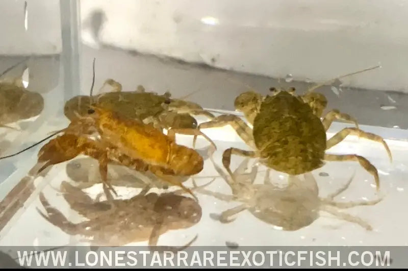 Freshwater Cockroach Crab / Squat Crayfish / Aegla Sp. Live Freshwater Tropical Fish for Sale Online