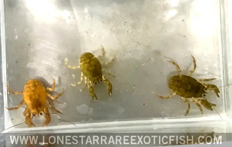 Freshwater Cockroach Crab / Squat Crayfish / Aegla Sp. Live Freshwater Tropical Fish for Sale Online