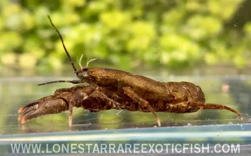 Freshwater Cockroach Crab / Squat Crayfish / Aegla Sp. Live Freshwater Tropical Fish for Sale Online