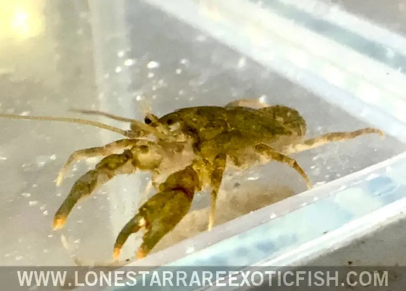 Freshwater Cockroach Crab / Squat Crayfish / Aegla Sp. Live Freshwater Tropical Fish for Sale Online