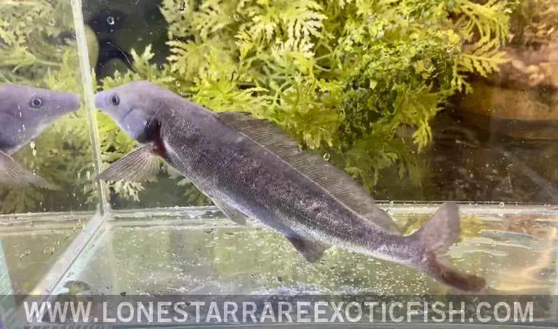 Freshwater Dolphin Fish / Mormyrus Cf. Longirostris Live Freshwater Tropical Fish for Sale Online